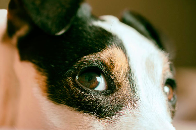 Правый глаз пса