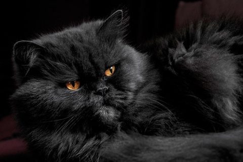 Серый кот по соннику
